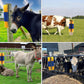 🐎Állatok számára készült teljes testmasszázsra, ápolásra és vakarózásra alkalmas kefe