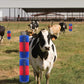 🐎Állatok számára készült teljes testmasszázsra, ápolásra és vakarózásra alkalmas kefe
