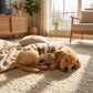 🐶 IDŐKORLÁTOS 50%-KEDVEZMÉNY! ✨ Aranyos, plüssbéléses kutyamellény – meleg, rugalmas, mackós mintával 🧸